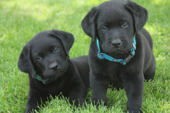 Duty Dogs Home