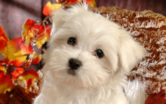 Cute Puppy Wallpaper For Desktop