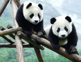 Cute Panda Wallpaper HD