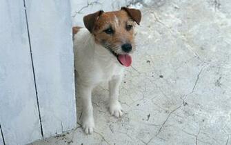 Jack Russell Terrier Wallpaper HD