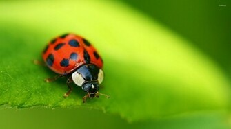 Ladybug Wallpaper Animal