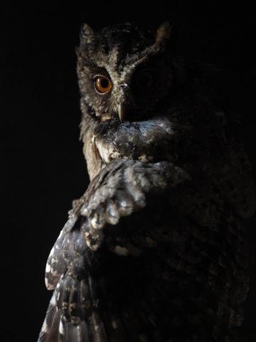 Owl Wallpaper HD Hq