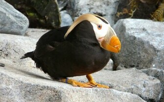 Tufted Puffin Wallpaper HD