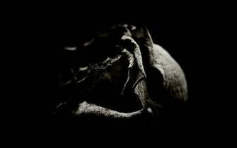 Flower Rose Dark Shadow Desktop Wallpaper Hq Photo