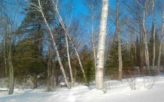 HD White Birch Silver Wallpaper