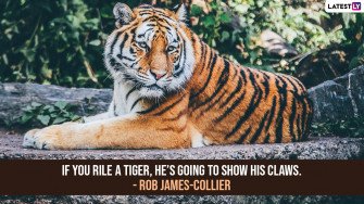 International Tiger Day HD Image For