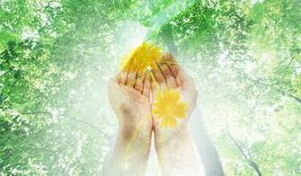 Yellow Flowers Widescreen Wallpaper