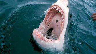 Tiger Shark Jumping Related Keywords Amp Suggestions