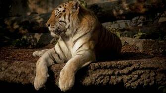 Tiger Super Photo Shoot Normal Animal Lovers Wallpaper