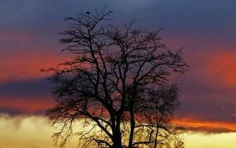Tree Desktop Pc And Mac Wallpaper