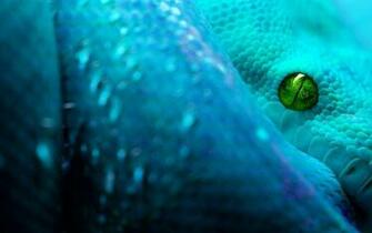 Cool Snake Background