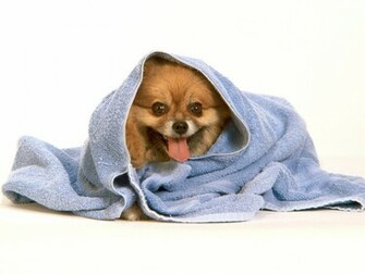 Funny Dogs Wallpaper