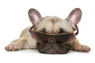 Funny Dog Cute Wallpaper For Fine HD