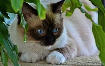 Siamese Cat HD Photography Wallpaper Siam