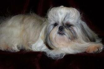 Shih Tzu Dogs Wallpaper