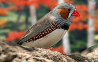 Beautiful Colourful Sparrows HD Wallpaper