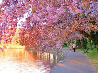 Daydreaming Image Cherry Blossoms HD Wallpaper And