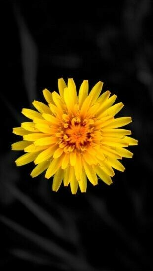 Yellow Flower The iPhone Wallpaper Pintere