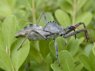 Found A Bug Kissing Bugs And Chagas Disease In The U S Texas M