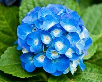 Light Blue Flowers Wallpaper