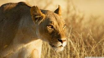 Hunting Lioness Wallpaper Wallpoper