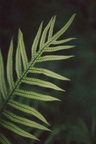 Lauae Photo By Keith Champaco Plants