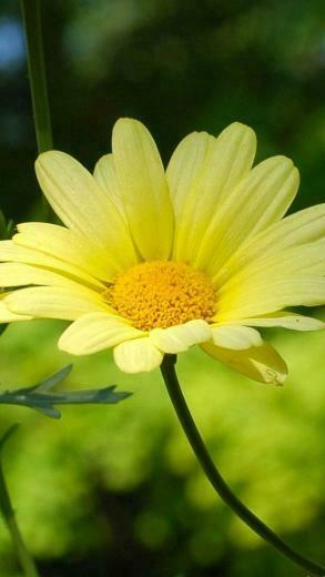 Yellow Daisy iPhone Wallpaper