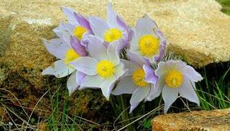 Beautiful Wild Flowers Purple Yellow Wallpaper Background