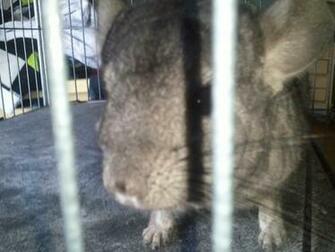 Chinchilla Image My Cinder HD Wallpaper And