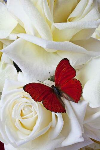 Red Butterfly On White Roses By Garry Gay