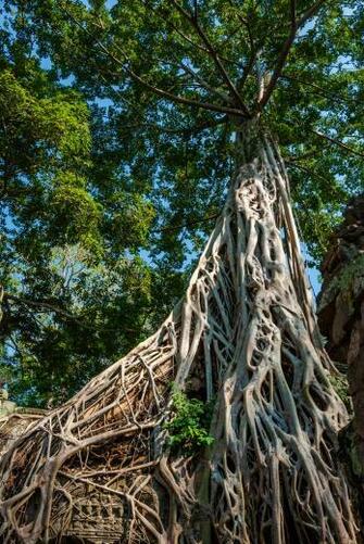 Buttress Roots Pictures Image