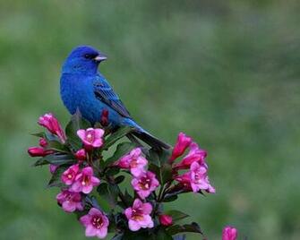 Blue Bird And Pink Flowers Wallpaper