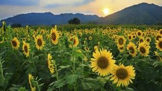 Sunflower Field HD Wallpaper Wallpaper13