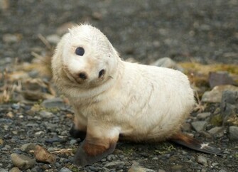 Cute Baby Animals Desktop Background
