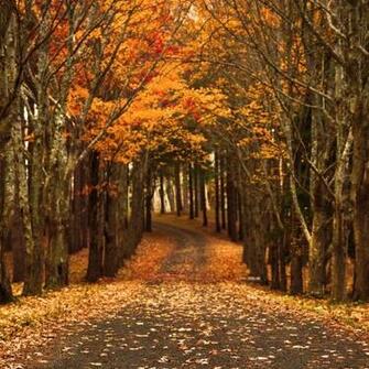 Late Autumn iPad Air Wallpaper iPhone