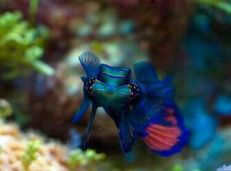 Beautiful Water Animals Wallpaper