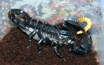 Best Wallpaper Scorpions