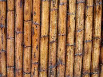 Bamboo Texture