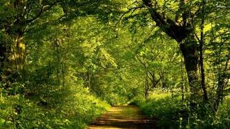 Forest Path Wallpaper Jpg