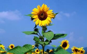 Sunflower Background Wallpaper Win10 Themes