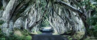 Dark Hedges Northern Ireland 4k HD Desktop Wallpaper For