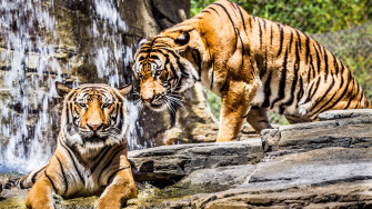 Majestic Tigers Wallpaper