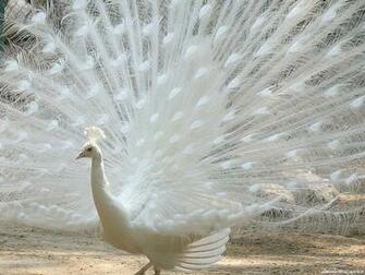Peacock Wallpaper Home Funny Animal