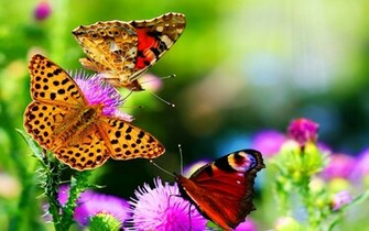 One Hundred Wallpaper Butterfly HD Cool