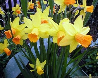 Daffodil Wallpaper Crazy Frankenstein
