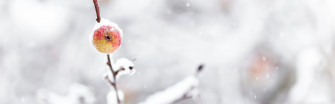 Frozen Apple Winter Ultra HD Desktop Background Wallpaper For 4k