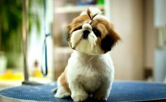 Cute Pets Wallpaper Animal Nature