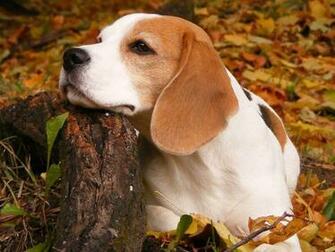 Beagle Wallpaper