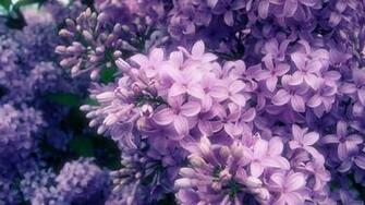 Flores Lil S Vetor