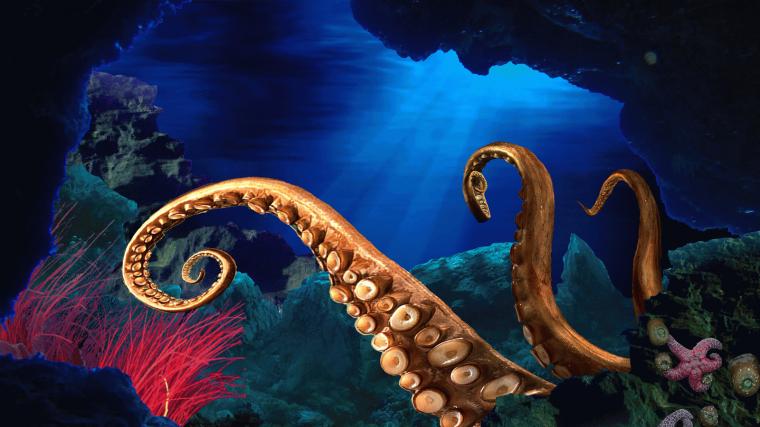 Giant Squid Wallpaper High Definition